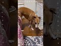 【イタグレの日常】routine until the italian greyhound enters the toilet. shorts