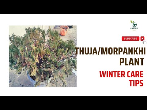 , title : 'Thuja/Morpankhi plant winter care tips|सर्दियों में मोरपंखी पौधे की देखभाल @gardendreams2022'