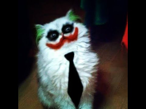 FUNNIEST CATS   Awesome Funny Animals Videos