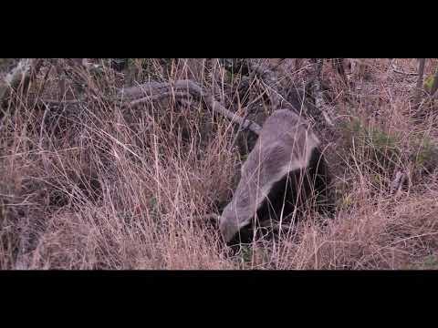 Honey Badger. What a smart little fella.