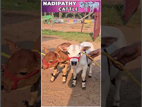 Cute  & Short cows  #cute #reels #animals #farm #india #village #foryou #pets #youtube