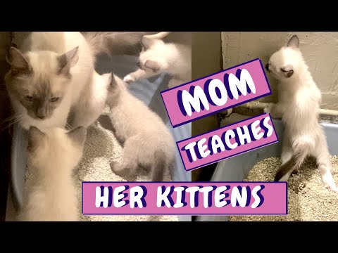 Mom Cat Litter Box Training Her Little Kittens | Cute Mom Cat and her Kitten Videos