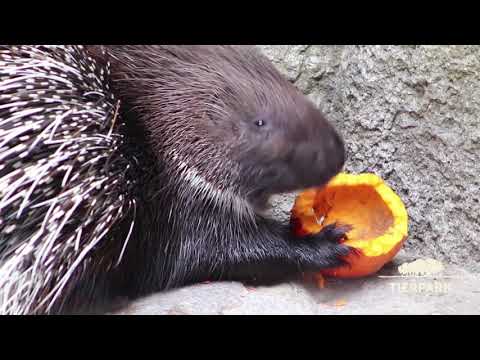 Stachelschweine haben Kürbisse zum Fressen gern - Porcupines eat delicious pumpkins