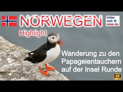 Wanderung zu den Papageientauchern auf Runde – Norwegen Highlights 🐧