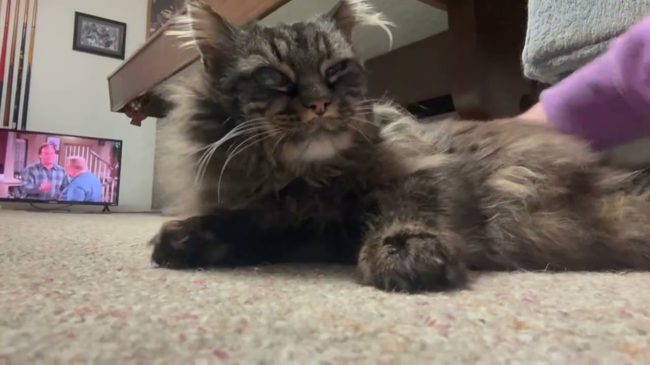 Enlarge Bub, an adopted Domestic Long Hair in Boiling Springs, PA video 2/6