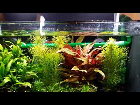 Fluval spec 19 liter aquarium