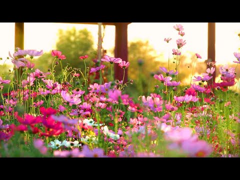 Sounds From An English Country Garden | 2 Hrs Of Summer Sounds | Birds Singing And Chirping