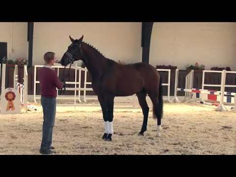 35. JH v. First Selection - Belissimo M (Körkollektion SDB 2013)