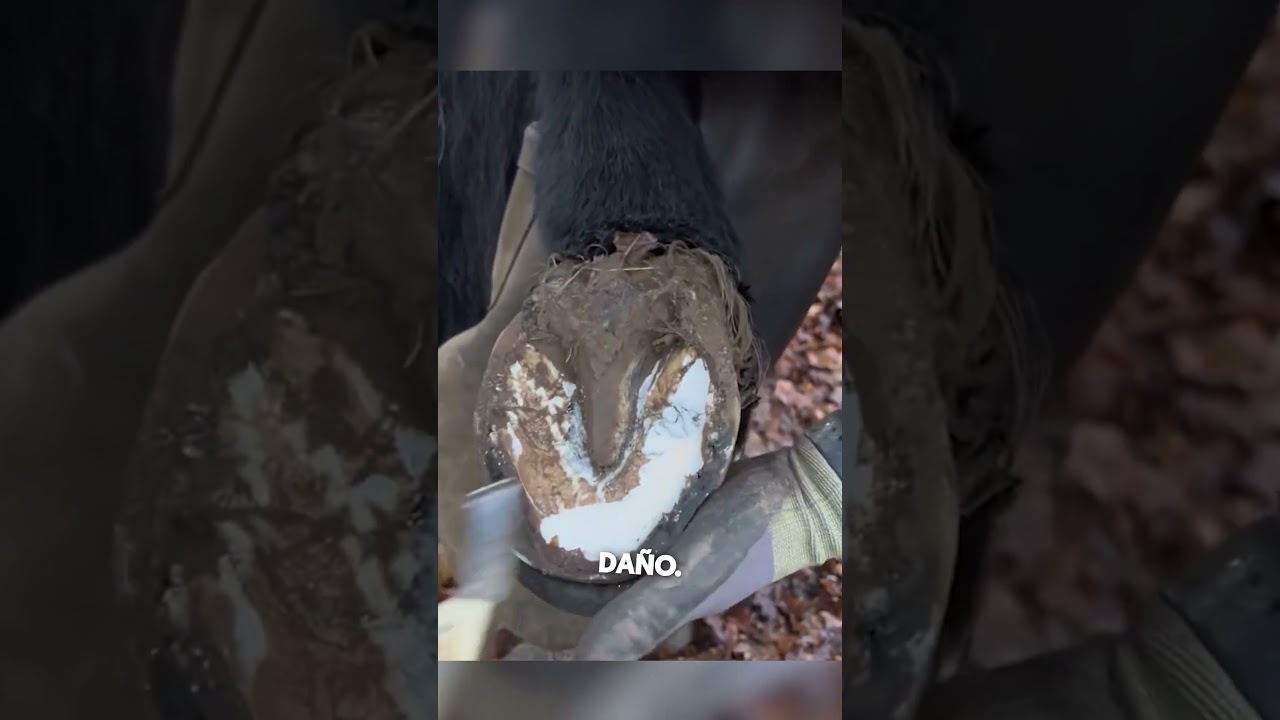 Este Tipo Reparó Su Herradura 🐴❤️