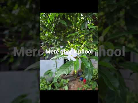 #flowers #homegarden #naturephotography