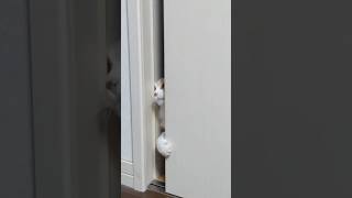 猫さまの可愛さを全力で応援します😆💕