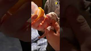 Tejfakasztó bulit kell tartanunk...