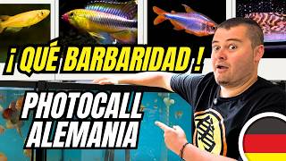 🐟 PECES "IMPOSIBLES": Nuevo Photocall de Apistogrammas y Loris más RAROS en #firemouthaquaristic