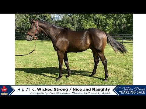 CTHS-ON2020, Hip 71, c. Wicked Strong / Nice and Naughty