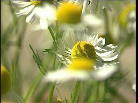 Kamille | Pflanzliche Heilmittel