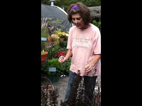 download lagu mp3 mp4 Lime Ninebark, download lagu Lime Ninebark gratis, unduh video klip Lime Ninebark