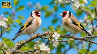 Download lagu Nature Bird Sounds 🎶 Soothing Forest Birds Singing for Calm, Healing, Focus & Deep Relaxation mp3