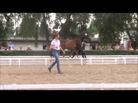 Trakehner Fohlenauktion: 13 HF v. Herbstkönig - Hohenstein