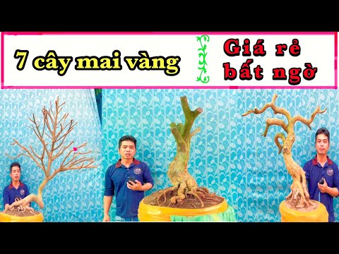 7 surprisingly cheap yellow apricot trees | bonsai yellow apricot | southern yellow apricot | Mar...