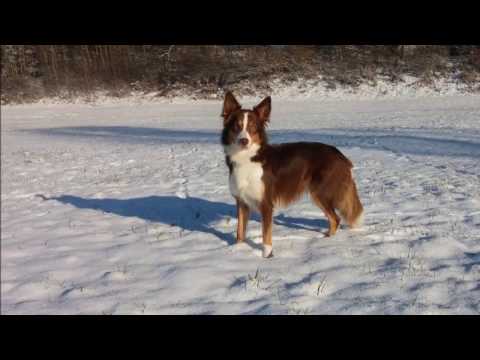 Nice Nayla - Agility A2, JumpingOpen1/2 - BASS 04./05.02.17