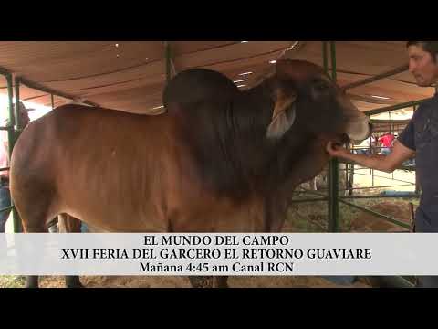 Invitación XVII Feria del Garcero El Retorno Guaviare - Campo - Mundo del Campo
