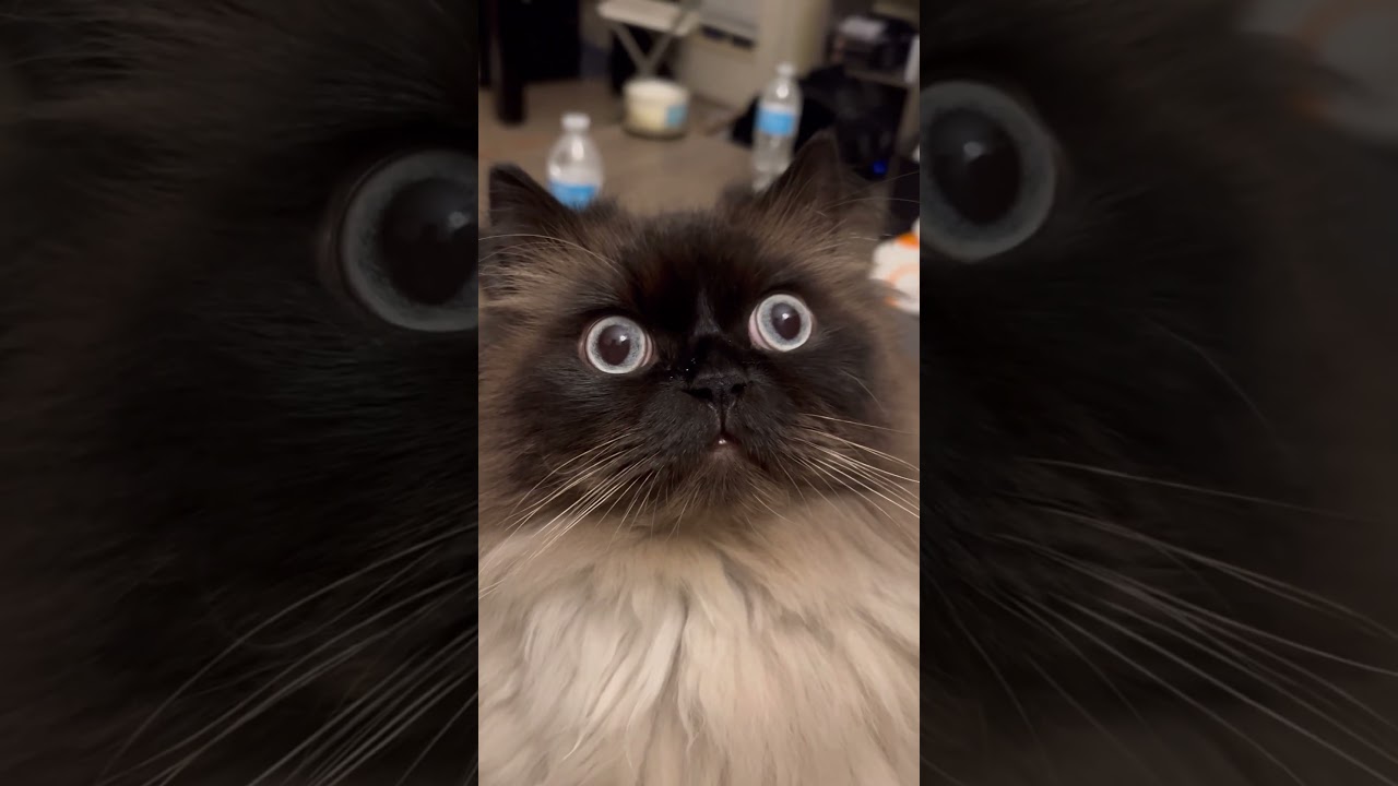 not his turn with the braincell #cat #aww #funny