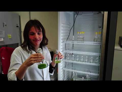 Hugo Josserme, EFLUENTES CLOACALES, MICROALGAS