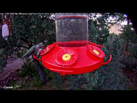 Female Anna's Hummingbird at the Feeders