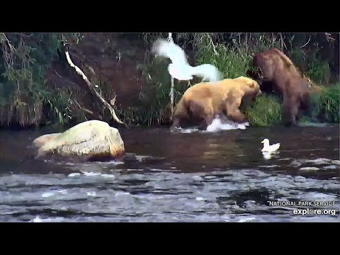 6 Jul 2020: 128 Bites Rimrocked 358 (explore.org)