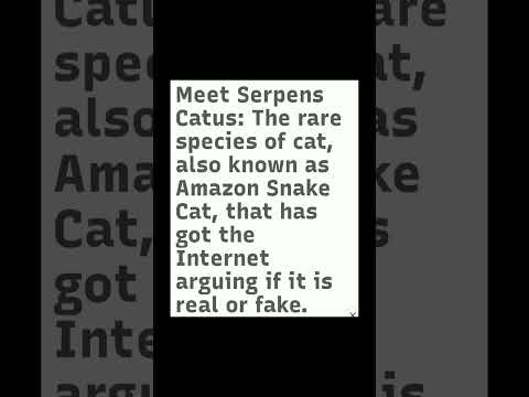 Real or fake cat snake amazon forest