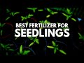 Best Fertilizer For Seedlings For The Bigger And Healthier Plantsseedlings