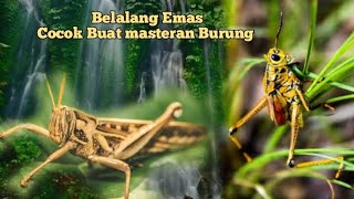Download lagu masteran belalang emas full terapi air👌💯‼️ mp3 Download lagu masteran belalang emas full terapi air👌💯‼️ mp3