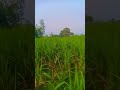 Baapu Punjabi Song Kheti Status Sombirsinghpunia699 New Punjabi Song Status Emotional Song Status