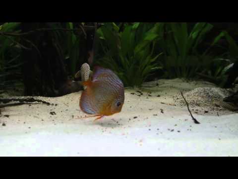 Sonnenwels L14 Amazonas Diskus Becken 1700 Liter  - Video von einrichtungsbeispiele.de