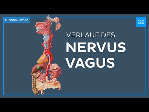 Verlauf des Nervus Vagus - Anatomie einfach erklärt | Kenhub