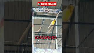 Download lagu KENARI JUARA STD KECIL‼️GACOR KONSLET DI GANTANGAN‼️ #bird #kicau #kicaumania #burung #kenari mp3 Download lagu KENARI JUARA STD KECIL‼️GACOR KONSLET DI GANTANGAN‼️ #bird #kicau #kicaumania #burung #kenari mp3