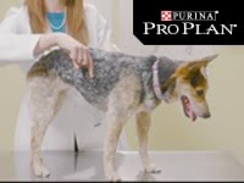 Purina Pro Plan OPTIDERMA dog adult Medium Sensitive Skin 14 kg, suaugusių vidutinių veislių, turinčių jautrią odą šunų sausas pašaras 12367239 video