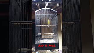 Download lagu KENARI ISIAN FUUL SANGER. COCOK UNTUK MASTERAN mp3 Download lagu KENARI ISIAN FUUL SANGER. COCOK UNTUK MASTERAN mp3