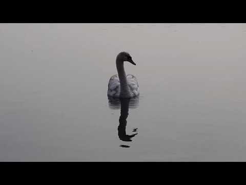 Lambsheimer Weiher Relax  2018