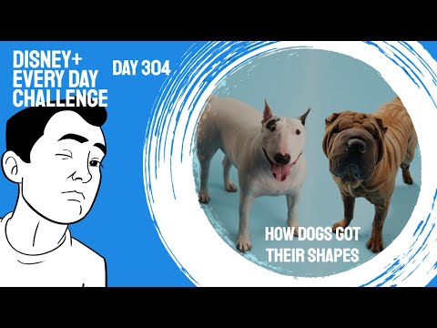 YouTube video about: How dogs got their shapes?