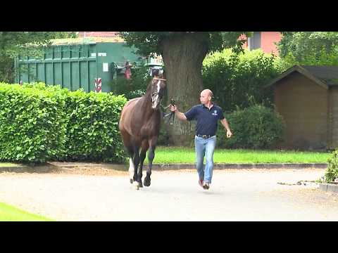 Die Verbandshengste 2020 - Casall v. Caretino-Lavall I