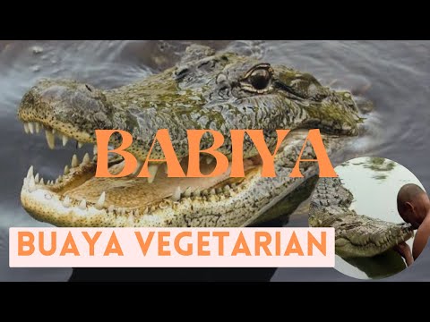 BABIYA ; Buaya vegetarian penjaga kuil di india