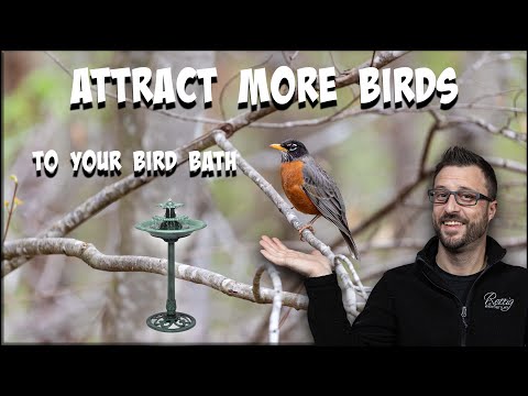 Attract More Birds to Your Birdbath with ONE Simple Addition!