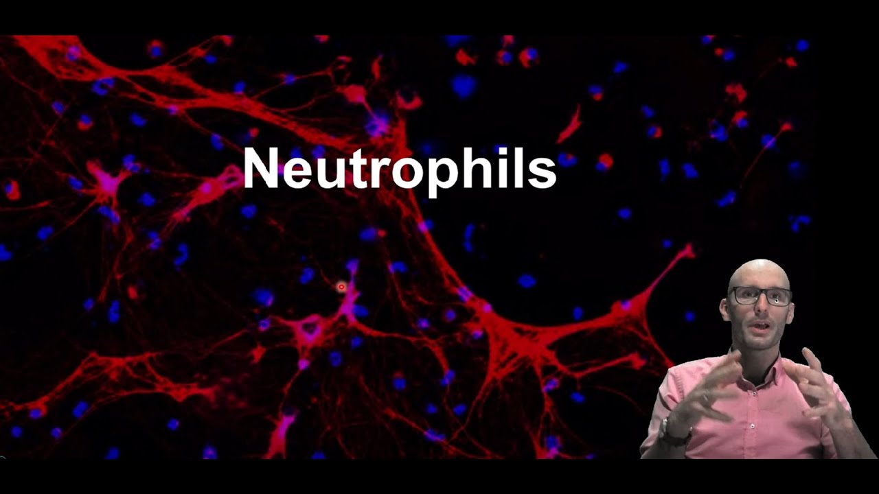 What are neutrophils and what do they do? (part 1)