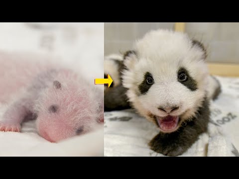 Flashback: i primi cuccioli di panda di Berlino hanno fatto sciogliere i cuori nel 2019 🐼💛