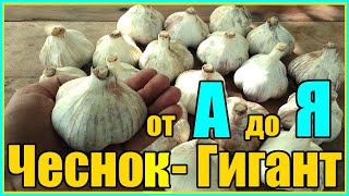 ХОТИТЕ ВЫРАСТИТЬ ГИГАНТСКИЙ ЧЕСНОК ДЕЛАЙТЕ ТАК! / ПОЛНАЯ ПОЭТАПНАЯ ТЕХНОЛОГИЯ ВЫРАЩИВАНИЯ ЧЕСНОКА