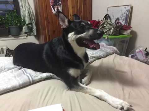 Like to chill on bed