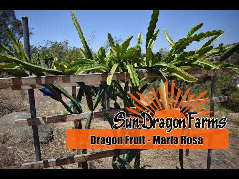 Sun Dragon Farms: Dragon Fruit - Maria Rosa