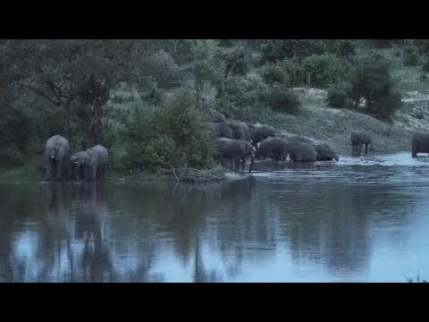 Djuma: Elephant herd drinking and swimming in the dam-Pt:1 - 18:50 - 01/14/2020