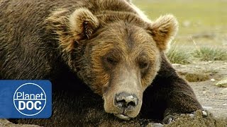 The Land of Giant Bears | Full Documentary - Planet Doc Full Documentaries